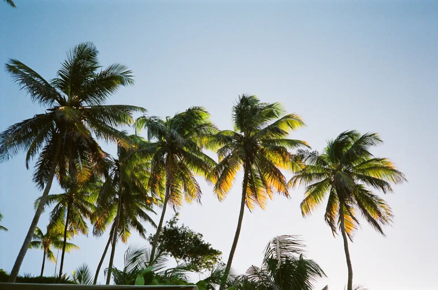 Palm trees along a quiet street in Pipa